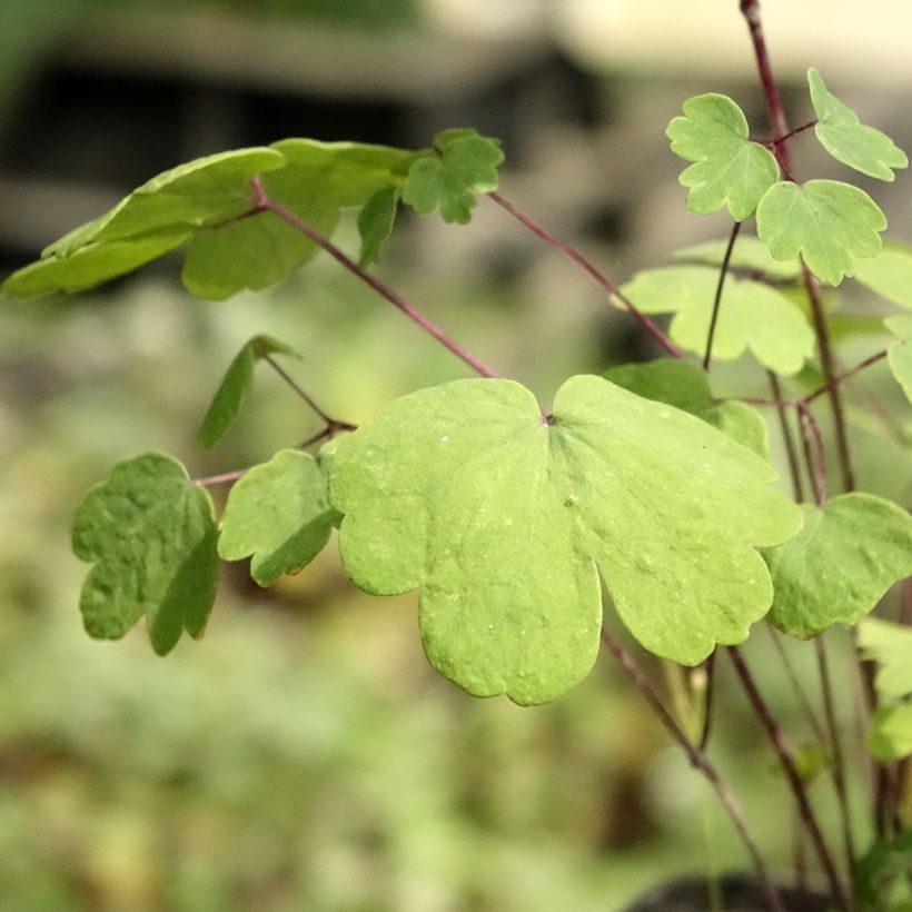 Thalictrum Purplelicious - Meadow-rue (Foliage)