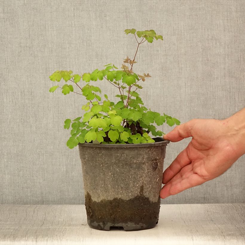 Thalictrum rochebrunianum - Pigamon - Pot de 2L/3L sample as delivered in summer