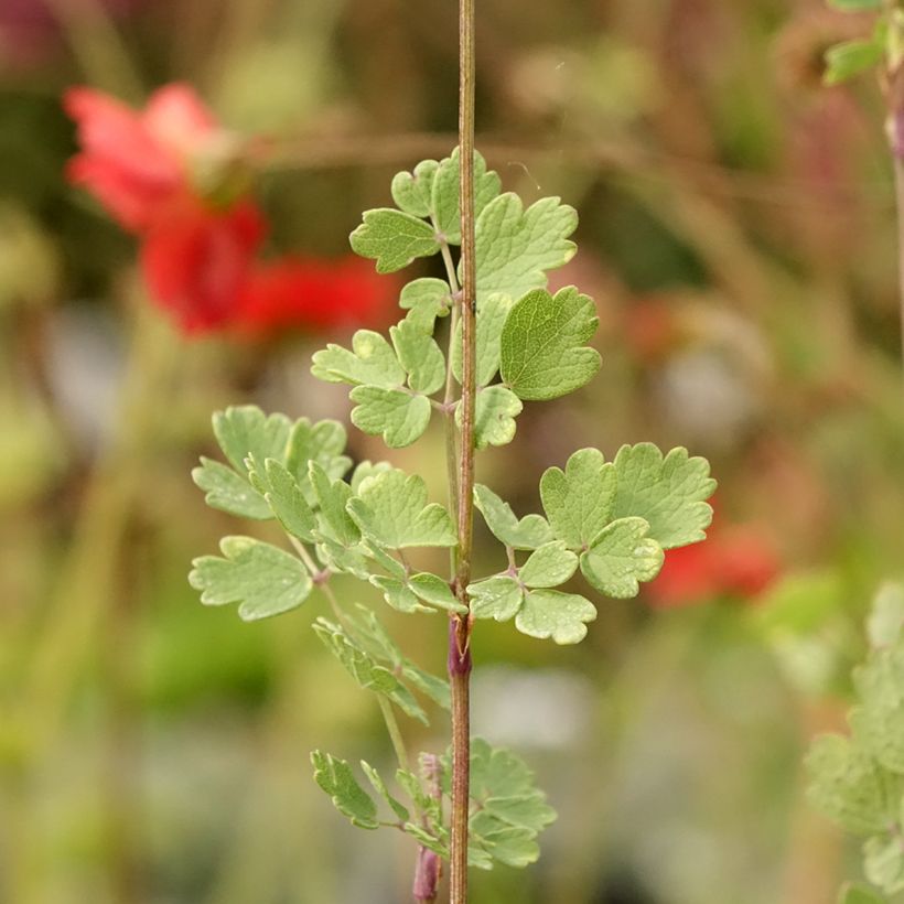 Thalictrum sphaerostachyum - Meadow-rue (Foliage)