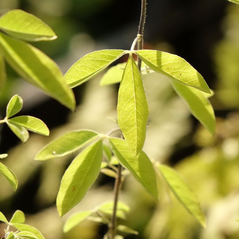 Thermopsis chinensis (Foliage)