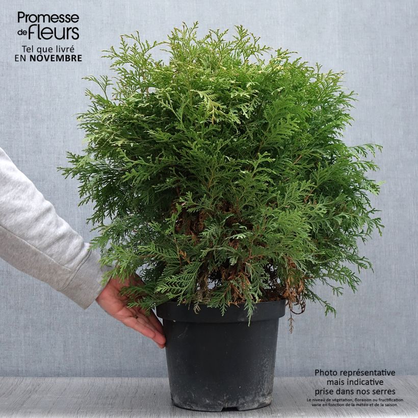 Thuja occidentalis Danica Aurea - Thuya du Canada en pot de 7,5l/10l sample as delivered in autumn