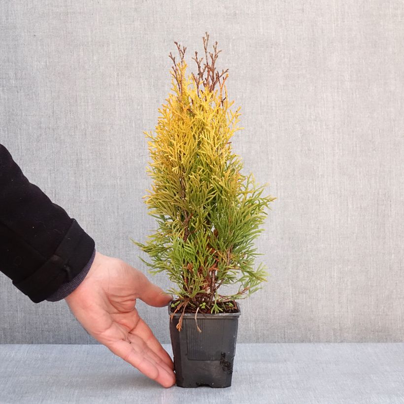 Thuja occidentalis Golden Smaragd - Thuya du Canada - Godet de 8/9 cm sample as delivered in winter