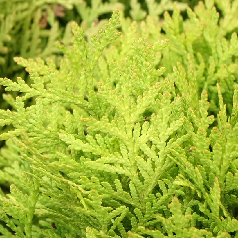 Thuja occidentalis Mirjam - Canadian Arborvitae (Foliage)