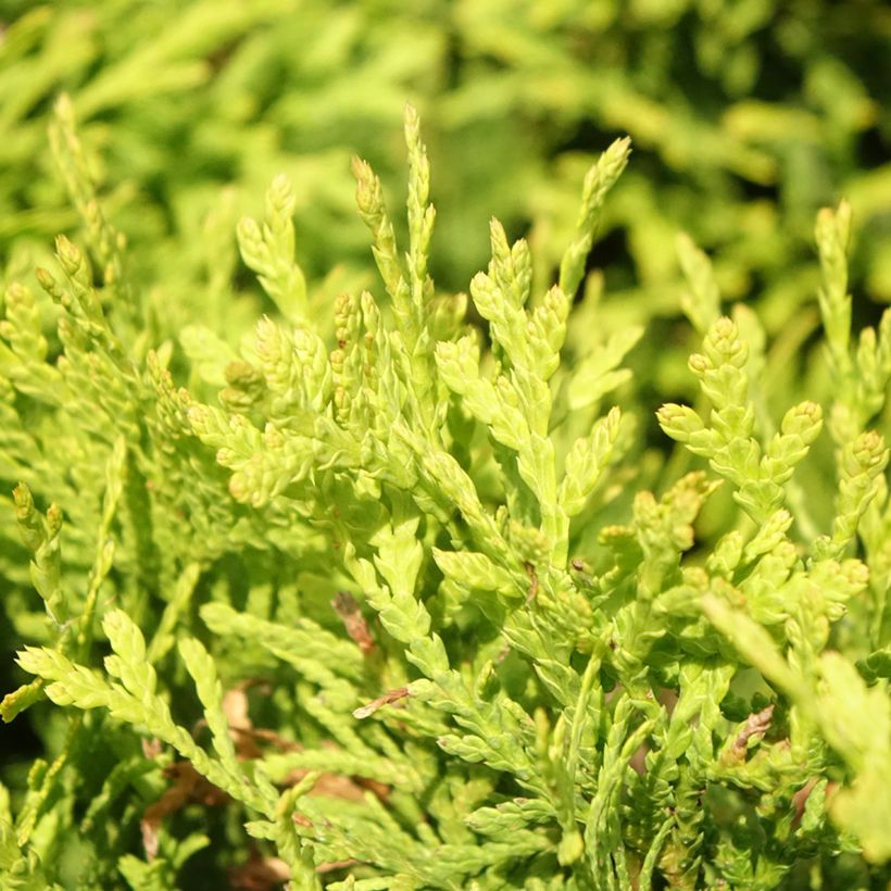 Thuja occidentalis Mirjam - Canadian Arborvitae (Foliage)