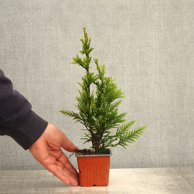 Thuja plicata Can-can - Western Red Cedar 8/9 cm pot sample as delivered in spring