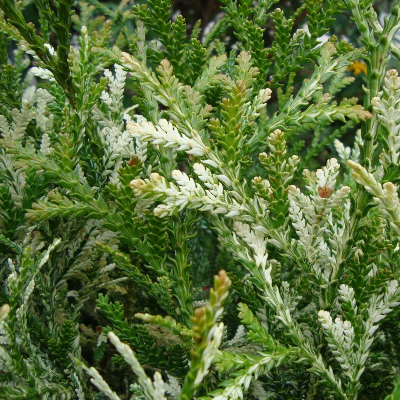 Thujopsis dolabrata Variegata - Hiba (Foliage)