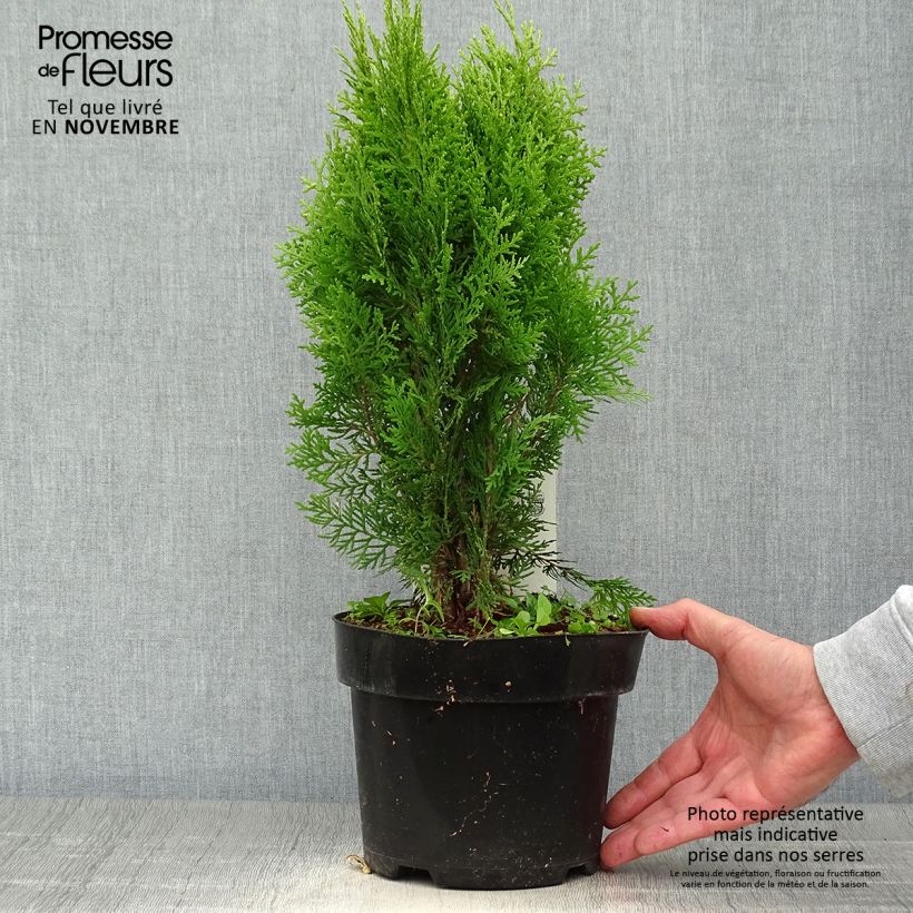 Oriental Arborvitae - Platycladus orientalis Aurea Nana sample as delivered in autumn