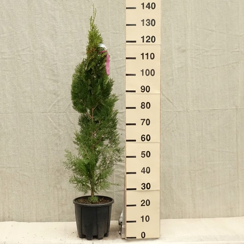 Thuya d'Orient - Thuja orientalis Pyramidalis Aurea 7.5L/10L sample as delivered in spring