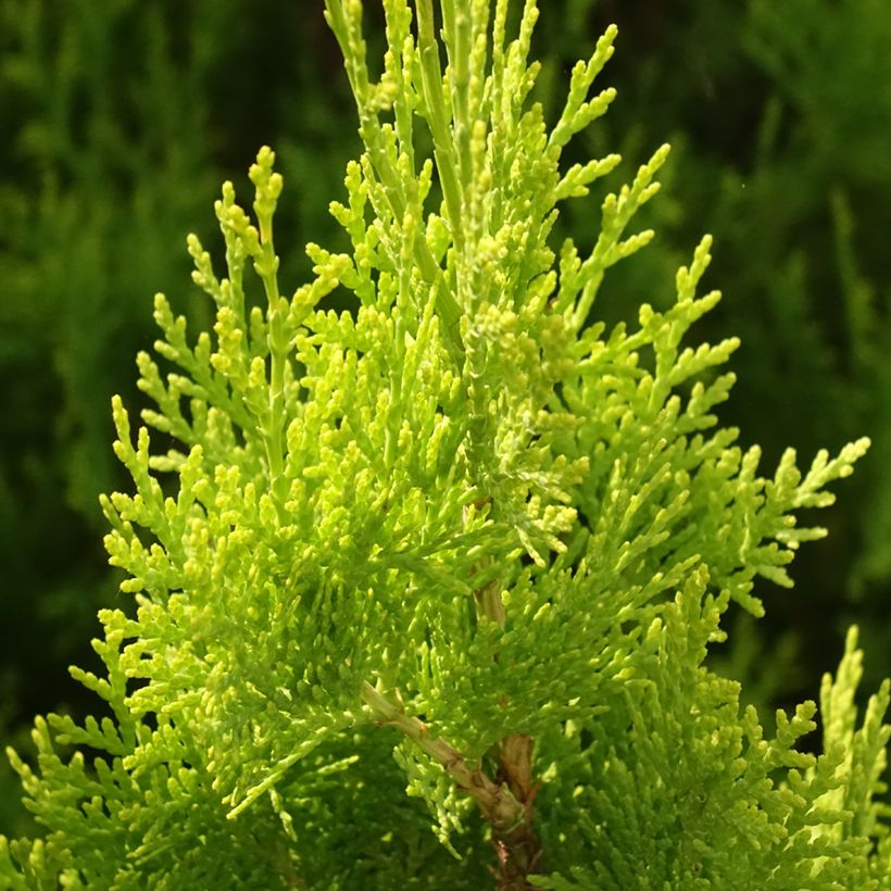 Thuja orientalis Pyramidalis Aurea (Foliage)