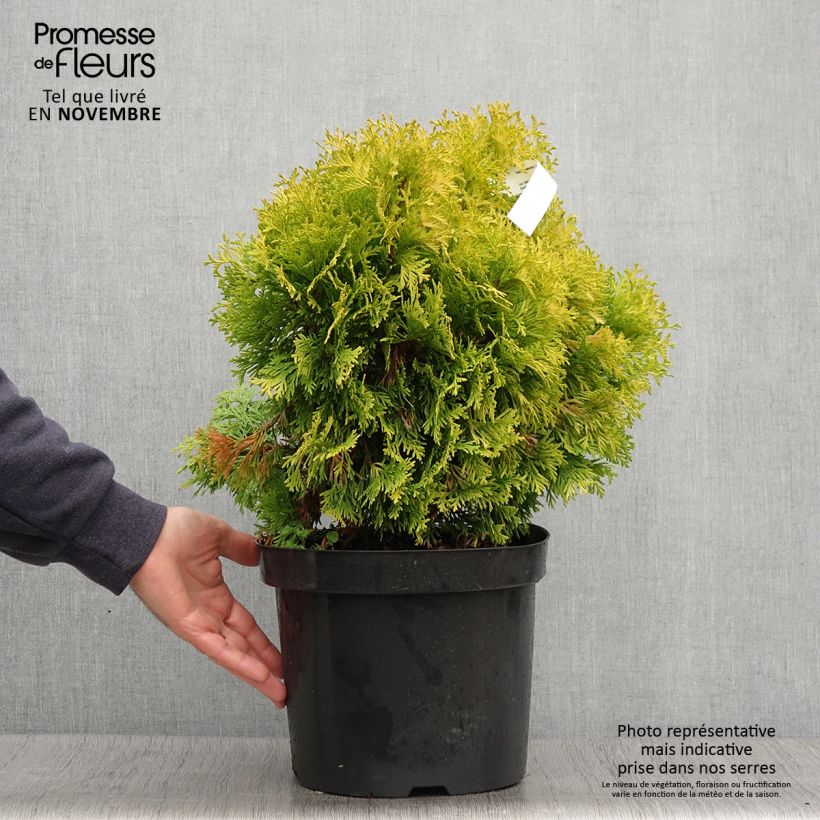 Thuya du Canada - Thuja occidentalis Jantar Pot de 7,5L/10L sample as delivered in autumn