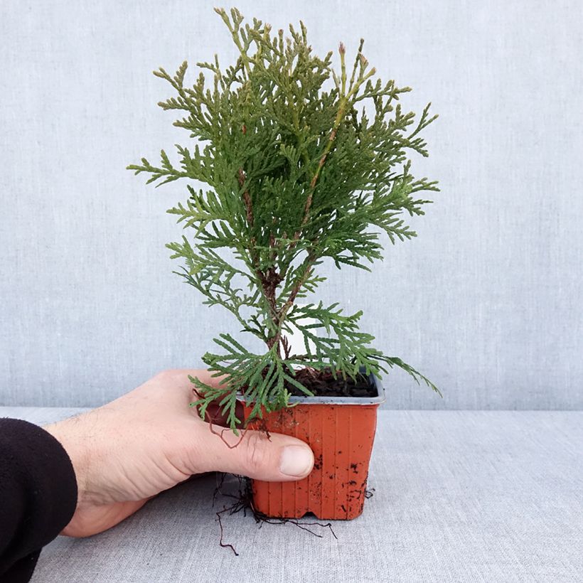 Thuja occidentalis Pyramidalis Compacta - Eastern White Cedar 8/9 cm pot sample as delivered in winter