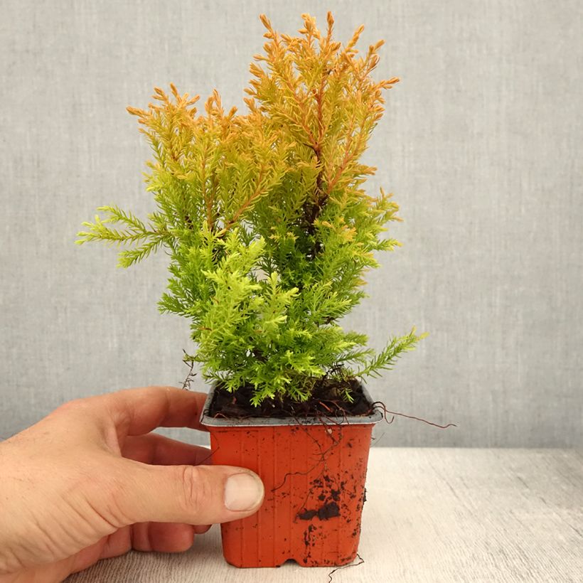 Thuja occidentalis Rheingold - Canadian Arborvitae 8/9 cm pot sample as delivered in spring