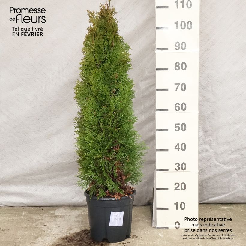 Thuya du Canada - Thuja occidentalis Smaragd 100/+ cm en pot de 10L sample as delivered in winter