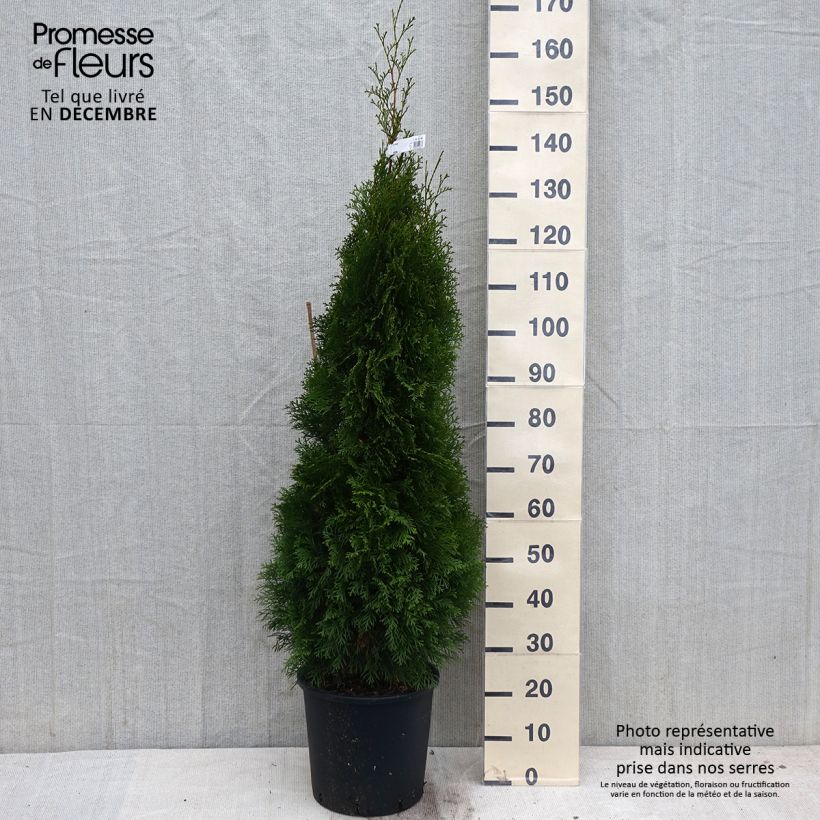 Thuya du Canada - Thuja occidentalis Smaragd 150cm+ en pot de 15L sample as delivered in autumn