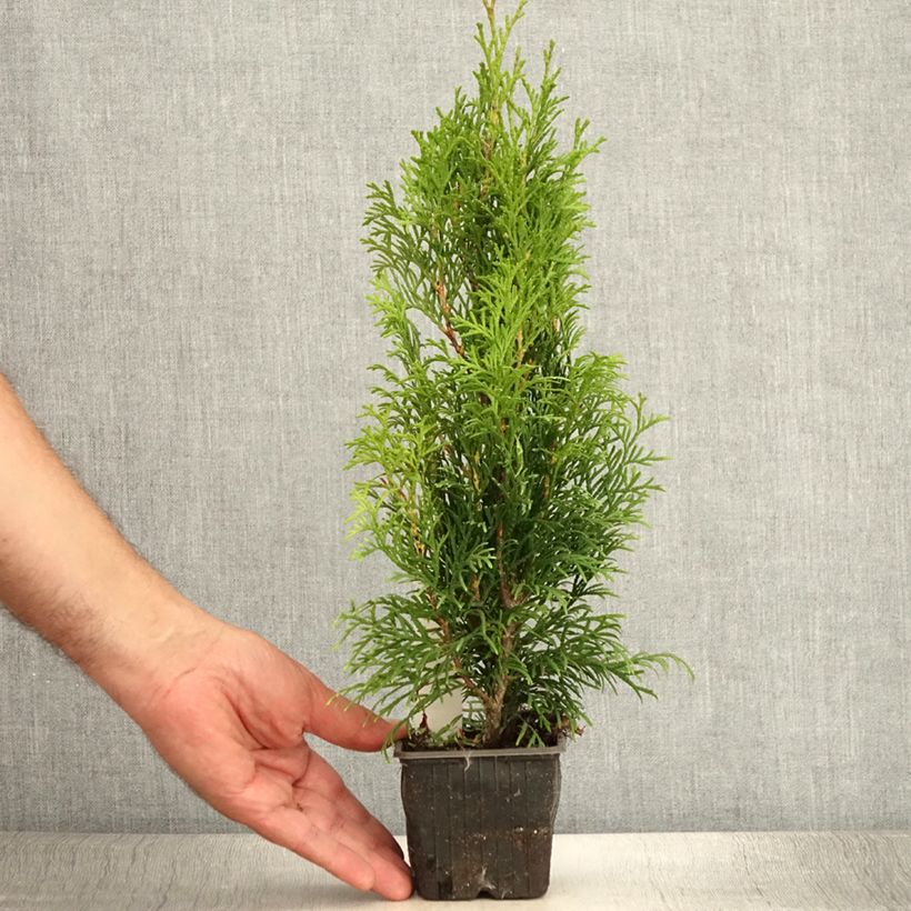 Thuja occidentalis Smaragd - Canadian Arborvitae 8/9 cm pot sample as delivered in summer