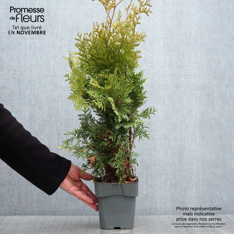 Thuya du Canada - Thuja occidentalis Yellow Ribbon Pot de 2L/3L sample as delivered in autumn