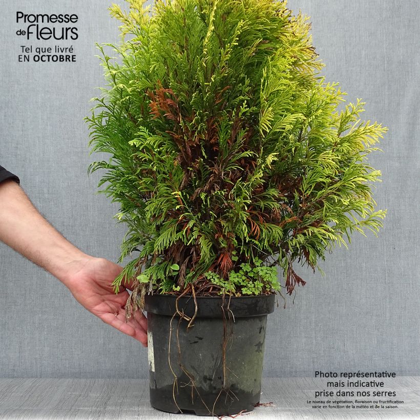 Thuya géant - Thuja plicata 4 Ever Goldy en pot de 7,5L/10L sample as delivered in autumn