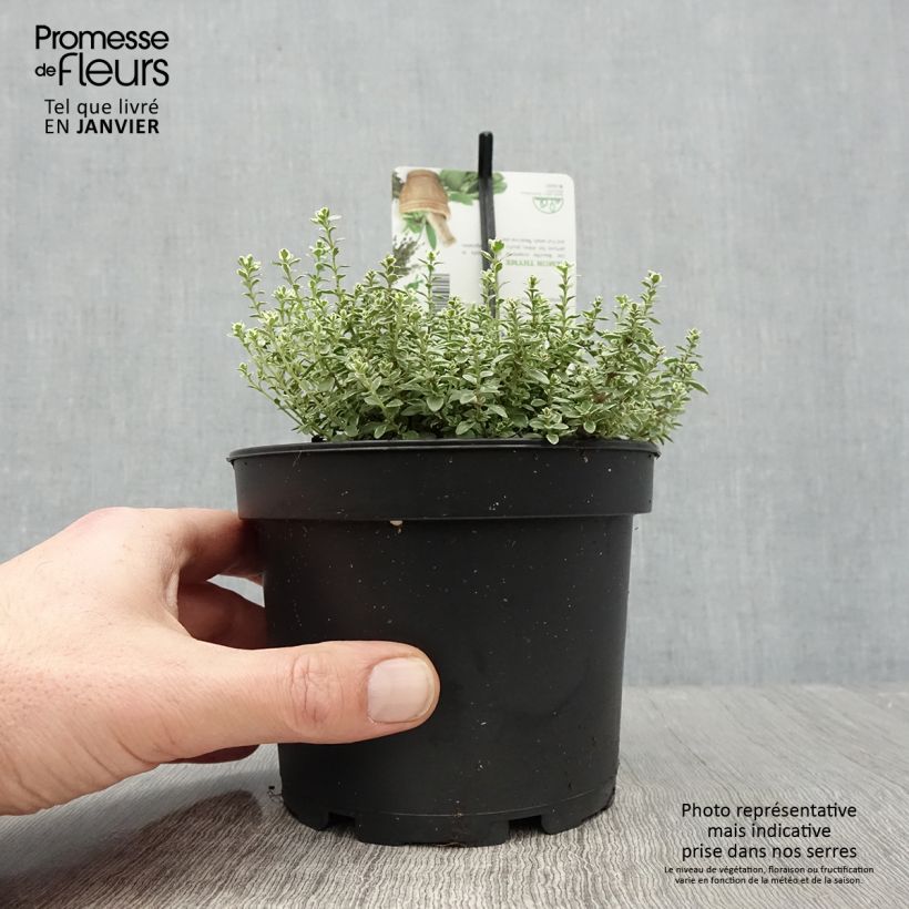 Thymus citriodorus Silver Queen - Lemon Thyme 1.5L/2L pot sample as delivered in winter