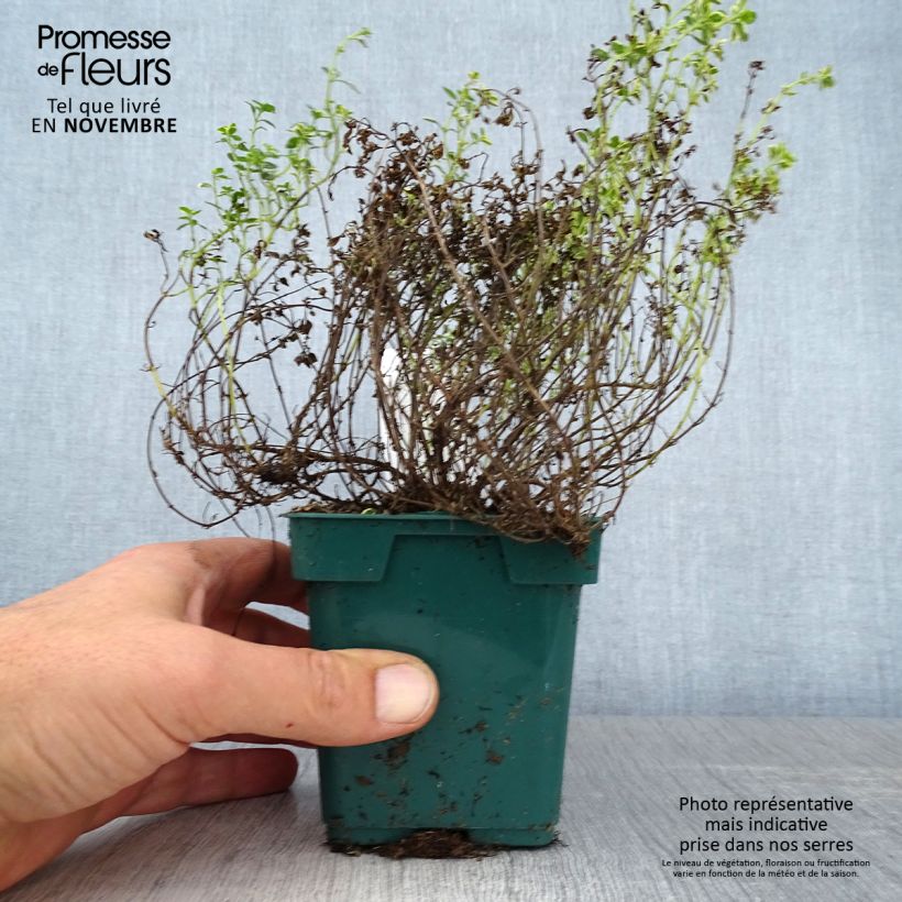 Thym doré - Thymus vulgaris Gold en plant Pot de 10 cm/11cm sample as delivered in autumn