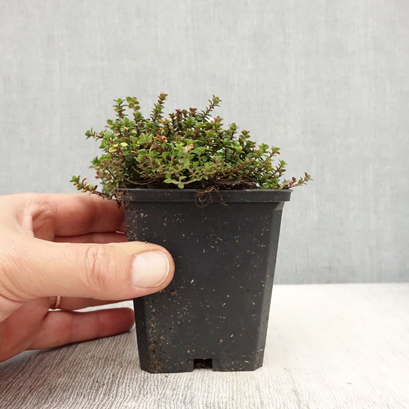 Thymus citriodorus Doone Valley - Lemon Thyme 8/9 cm pot sample as delivered in spring