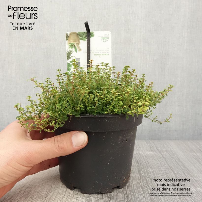 Thymus citriodorus Doone Valley - Lemon Thyme 1L/1.5L pot sample as delivered in spring