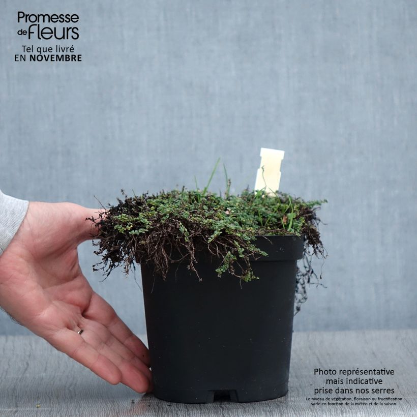 Thym serpolet Elfin - Thymus serpyllum en pot de 2/3 litres sample as delivered in autumn