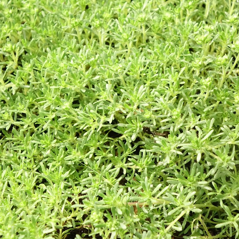 Thymus capitatus - Thyme (Foliage)