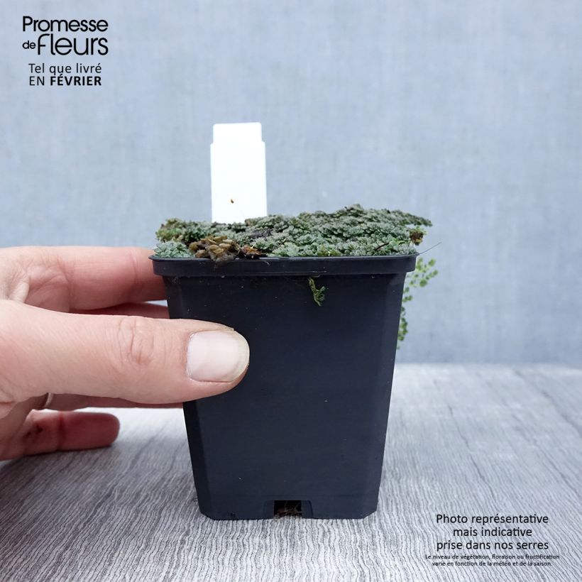 Thymus praecox Minor - Thyme 8/9 cm pot sample as delivered in winter