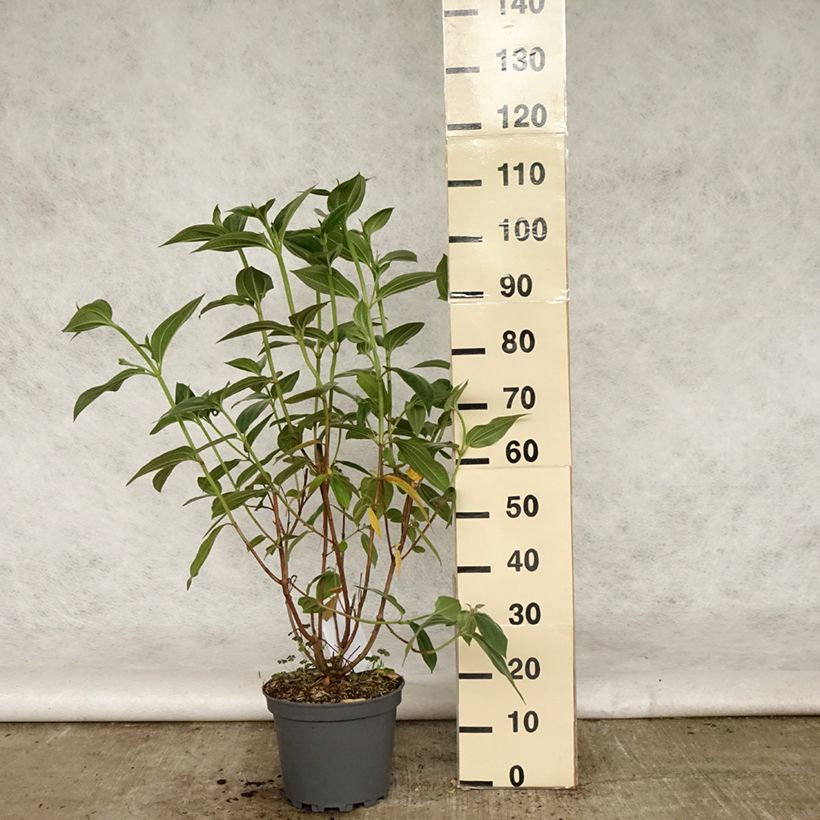 Tibouchina semidecandra - Lasiandra Pot de 7,5L/10LHauteur livrée env. 80/100cm sample as delivered in spring