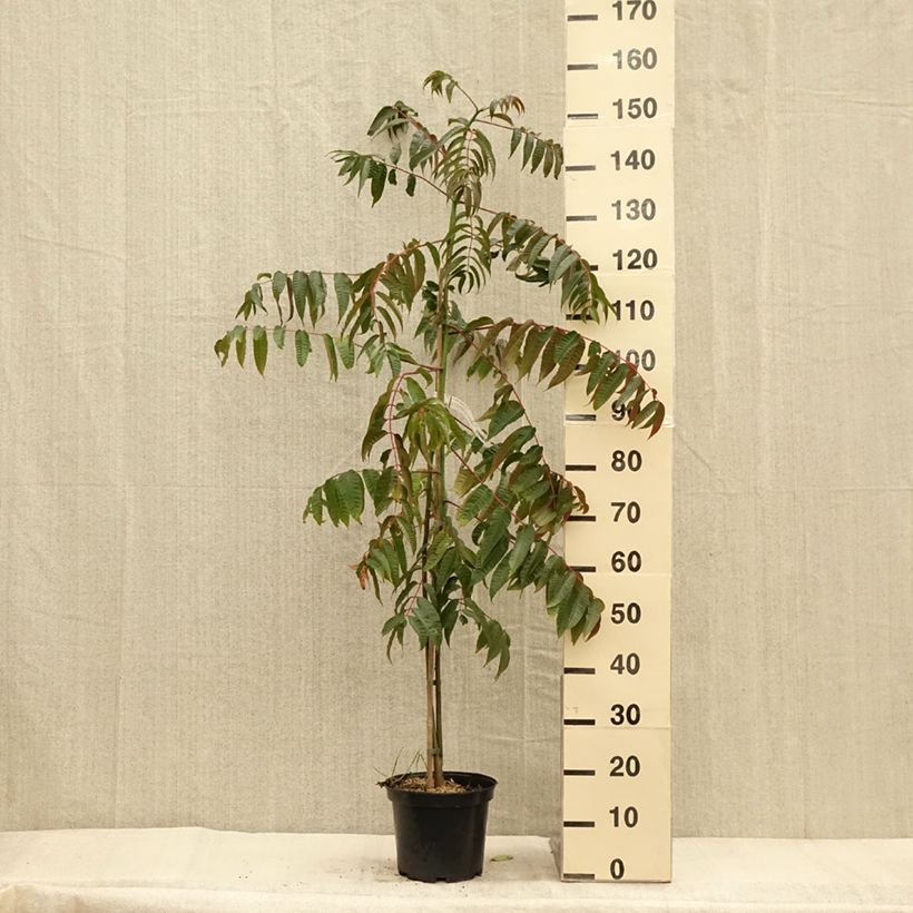 Toona sinensis - Acajou de Chine Pot de 4L/5L sample as delivered in autumn