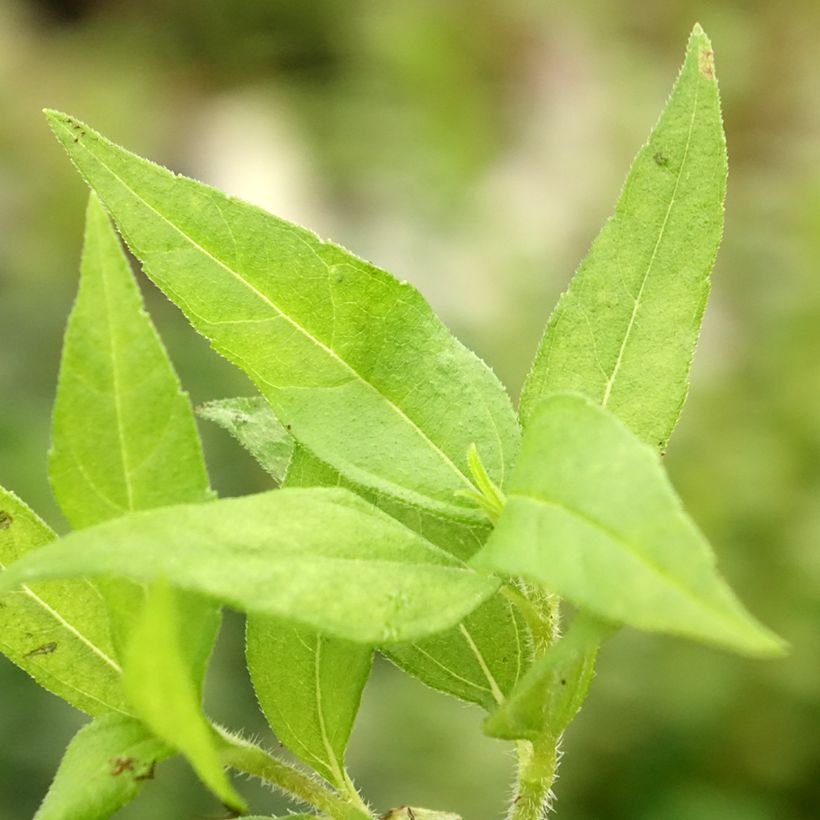 Dwarf Organic Jerusalem Artichoke - Helianthus tuberosus (Foliage)