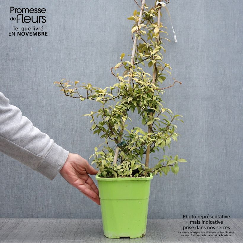 Trachelospermum asiaticum Golden Memories en pot de 3L/4L sample as delivered in autumn