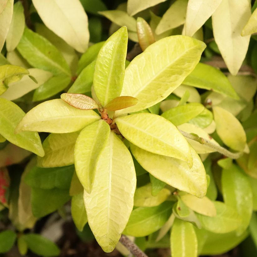 Trachelospermum asiaticum Golden Memories - Asian Jasmine (Foliage)