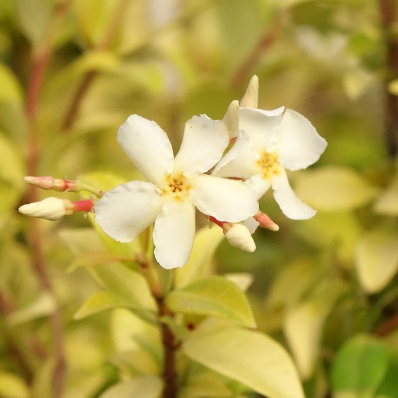 Trachelospermum asiaticum Golden Memories - Asian Jasmine (Flowering)