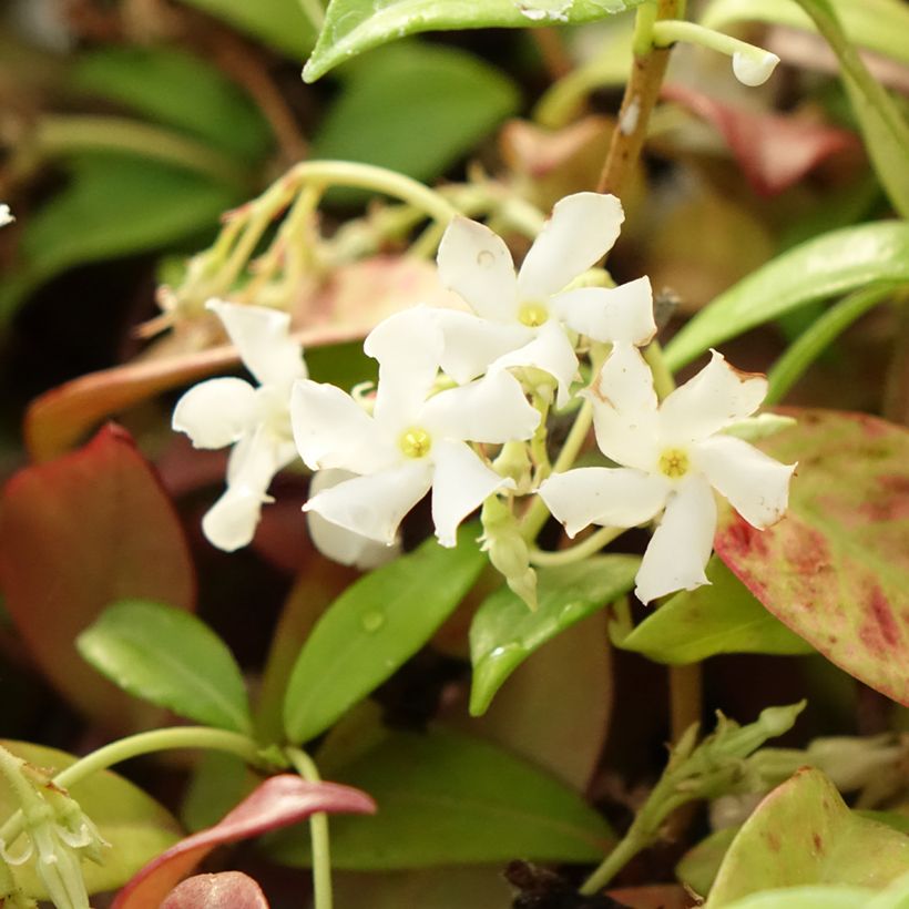 Trachelospermum jasminoides Winter Ruby - Star Jasmine (Flowering)