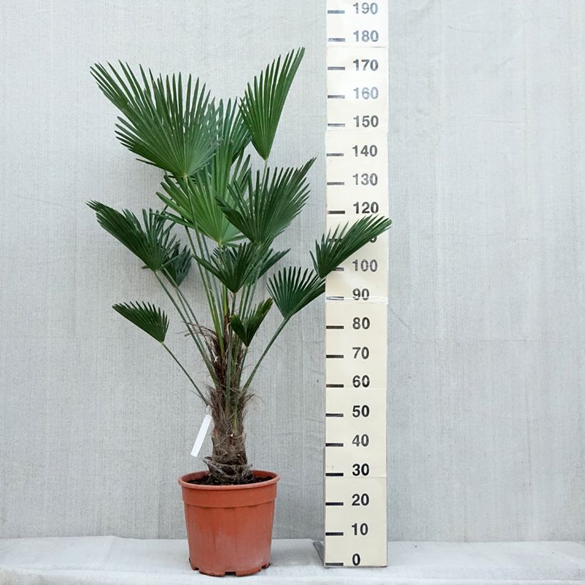 Trachycarpus wagnerianus - Palmier miniature pot de 14L sample as delivered in autumn