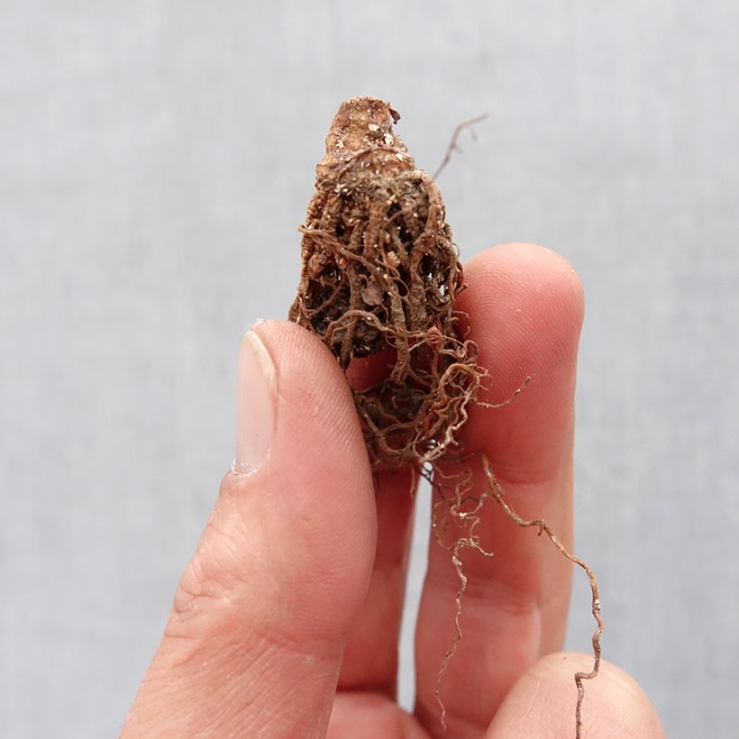 Trillium erectum Bulbe sample as delivered in spring