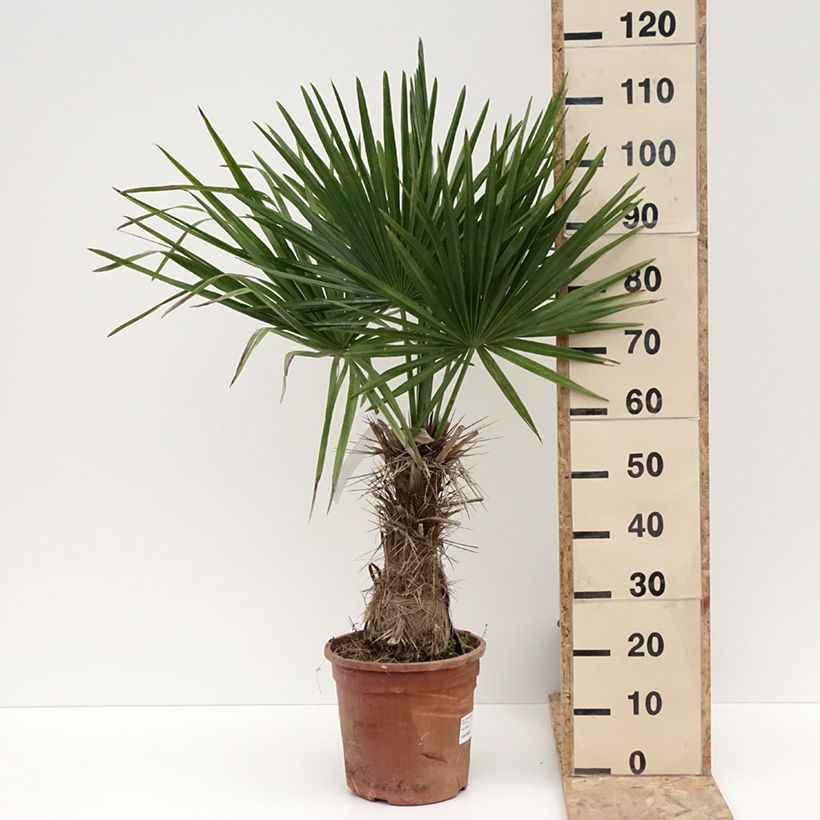 Trithrinax campestris - Caranday Palm 7.5L/10L potShipped height around 40/50cm sample as delivered in winter