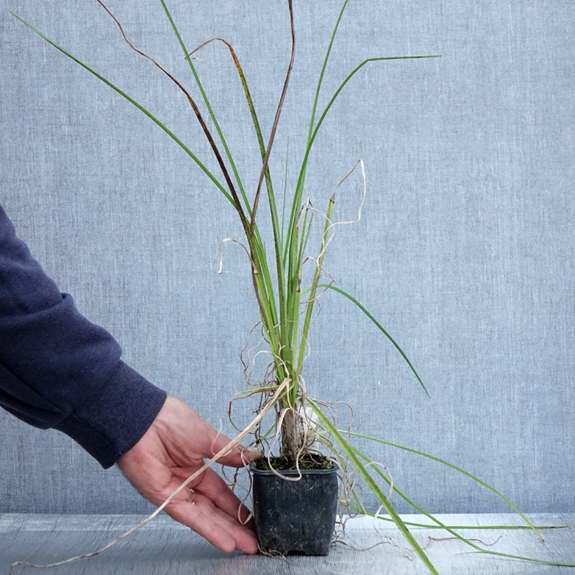 Tritoma - Kniphofia Papaya Popsicle en godet de 8cm sample as delivered in autumn