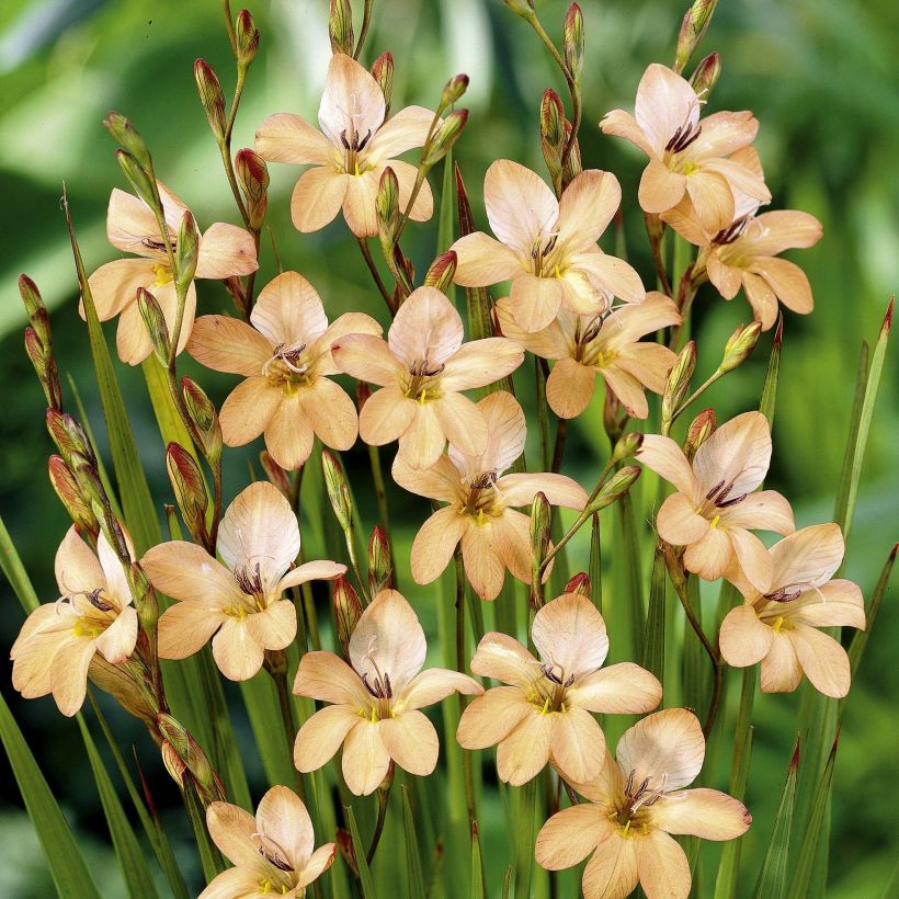 Tritonia laxifolia (Flowering)