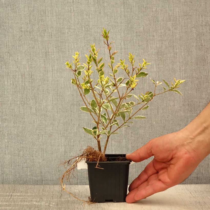 Ligustrum ovalifolium Argenteum - Garden Privet 8/9 cm pot sample as delivered in spring