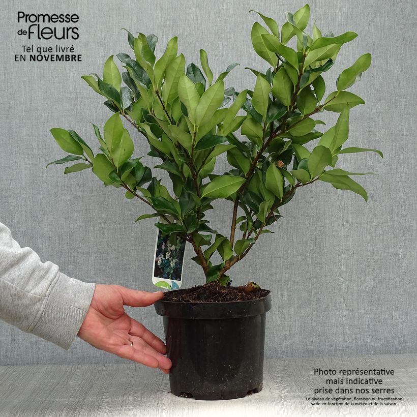 Troène du Texas - Ligustrum japonicum Texanum en pot de 3/4L sample as delivered in autumn