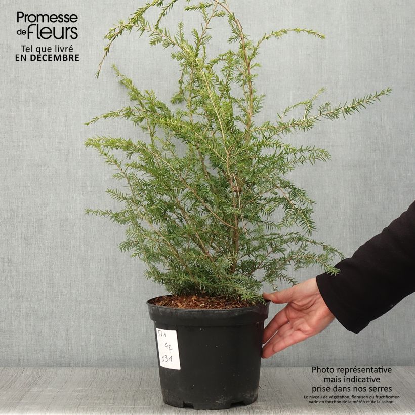 Tsuga canadensis - Pruche du Canada Pot de 3L sample as delivered in autumn