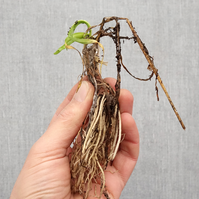 Tulbaghia cominsii Violacea - Society Garlic Bulb size I sample as delivered in spring