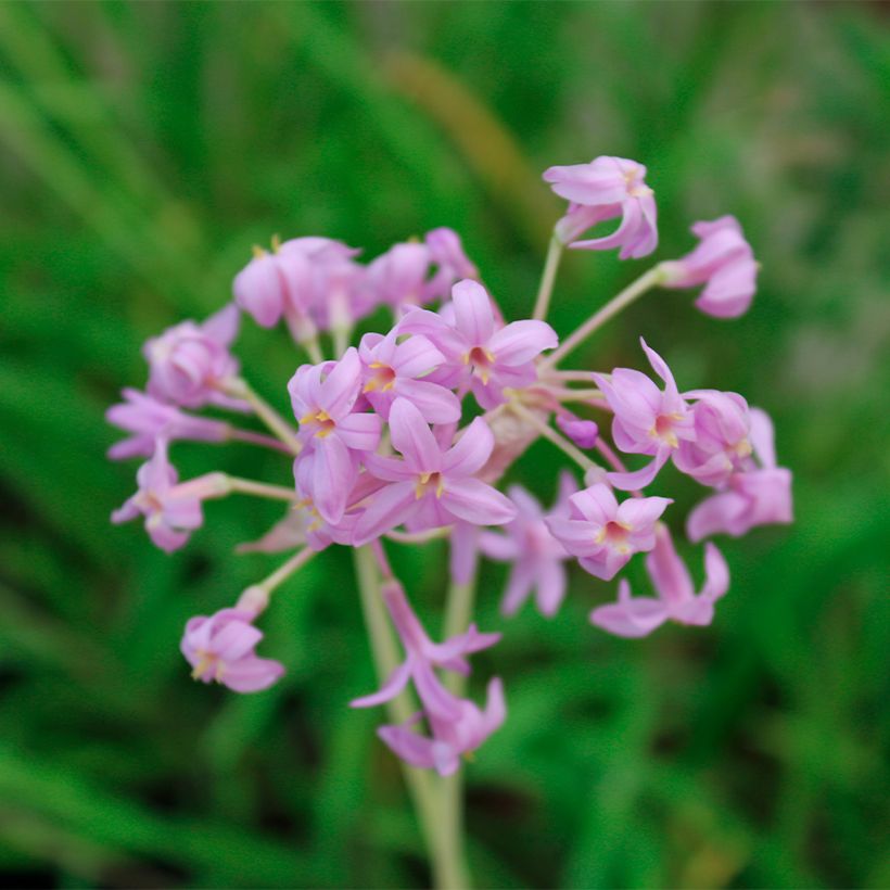 Tulbaghia violacea Flamingo (Flowering)