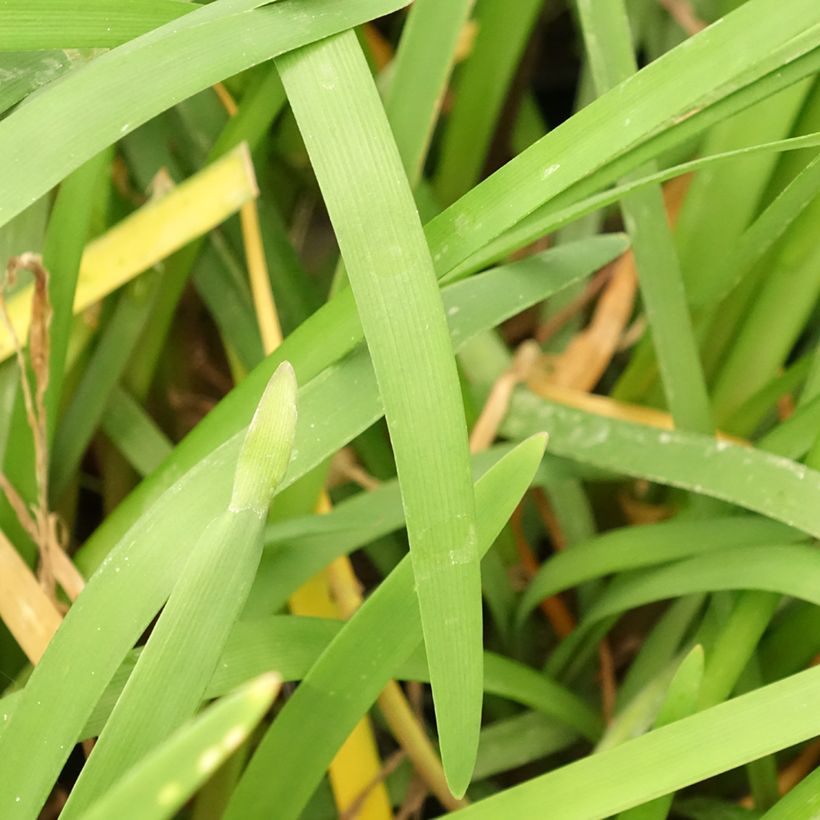 Tulbaghia violacea var. maritima x simmleri Himba (Foliage)