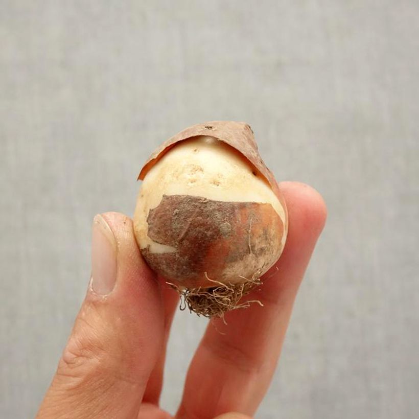 Tulipe triomphe Avocado Bulbe sample as delivered in autumn