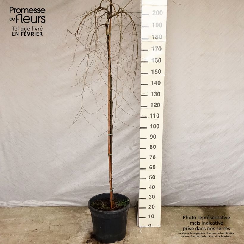 Ulmus carpinifolia Pendula - Orme pleureur  sample as delivered in winter