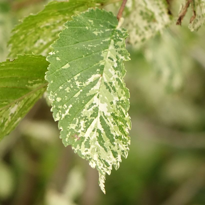 Ulmus minor Argenteovariegata - Elm (Foliage)