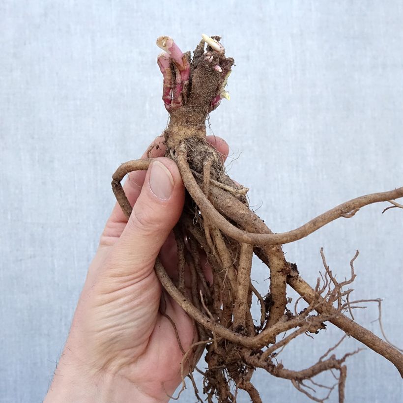 Centranthus ruber Coccineus Bare root sample as delivered in winter